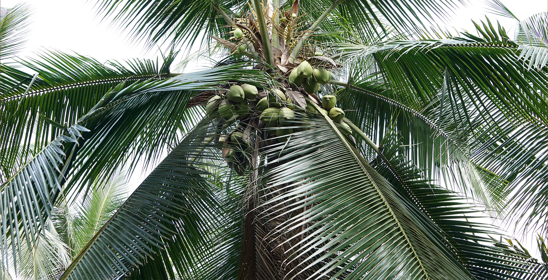 Coconut Tree
