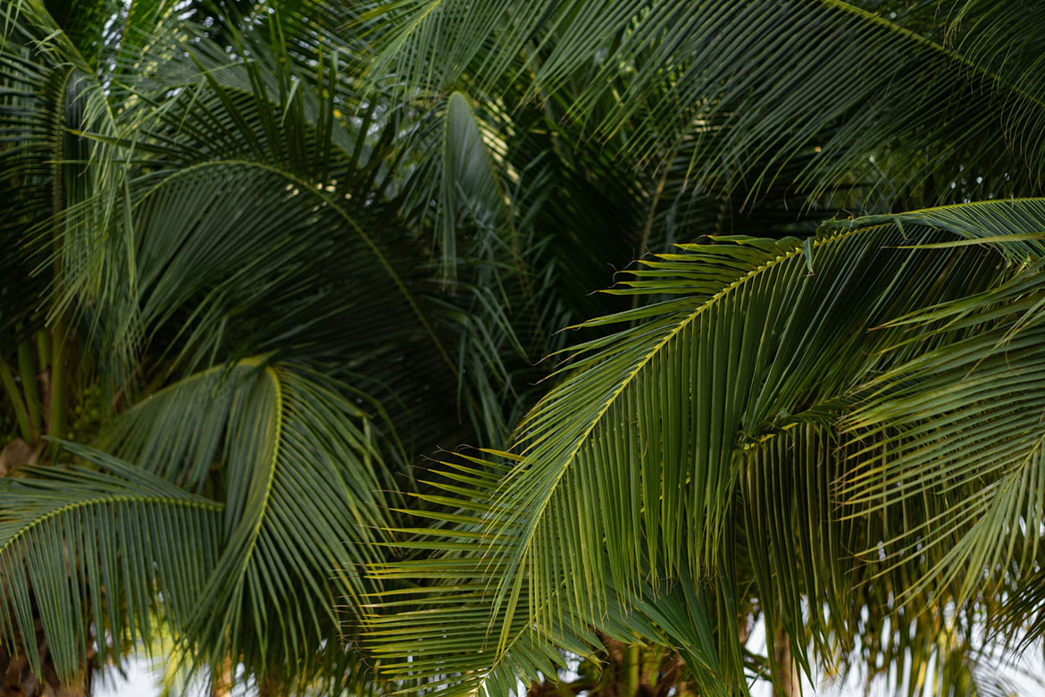 Coconut Garden