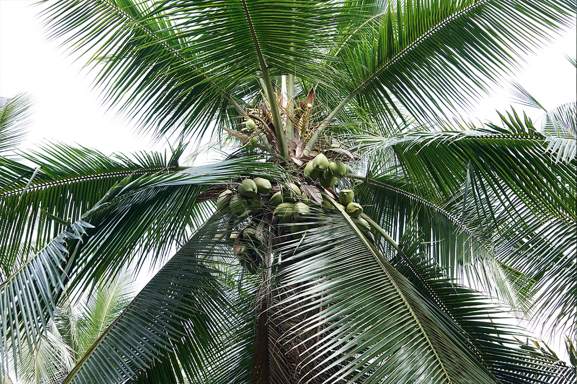 Coconut Tree