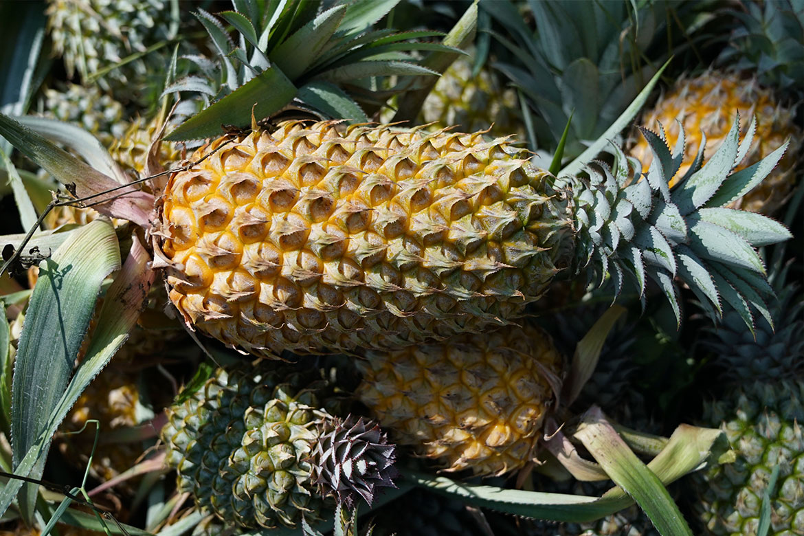 Pineapple